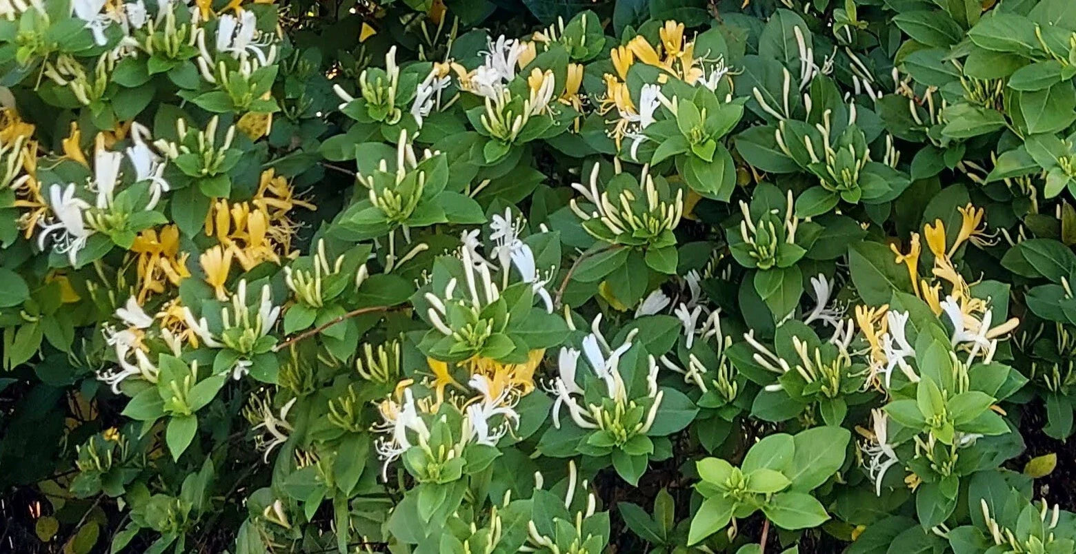 Honeysuckle Plant Cuttings - 6 Unrooted Cuttings - Lonicera spp. - Perfect for Gardening and Landscaping