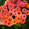 Zinnia Seeds - 100+ Pumila Salmon Variety - Ideal for Garden Planting - Zinnia elegans