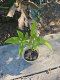 Syngonium Angustatum Little Star Live Plant 2.5" Five Finger Variegated Houseplant
