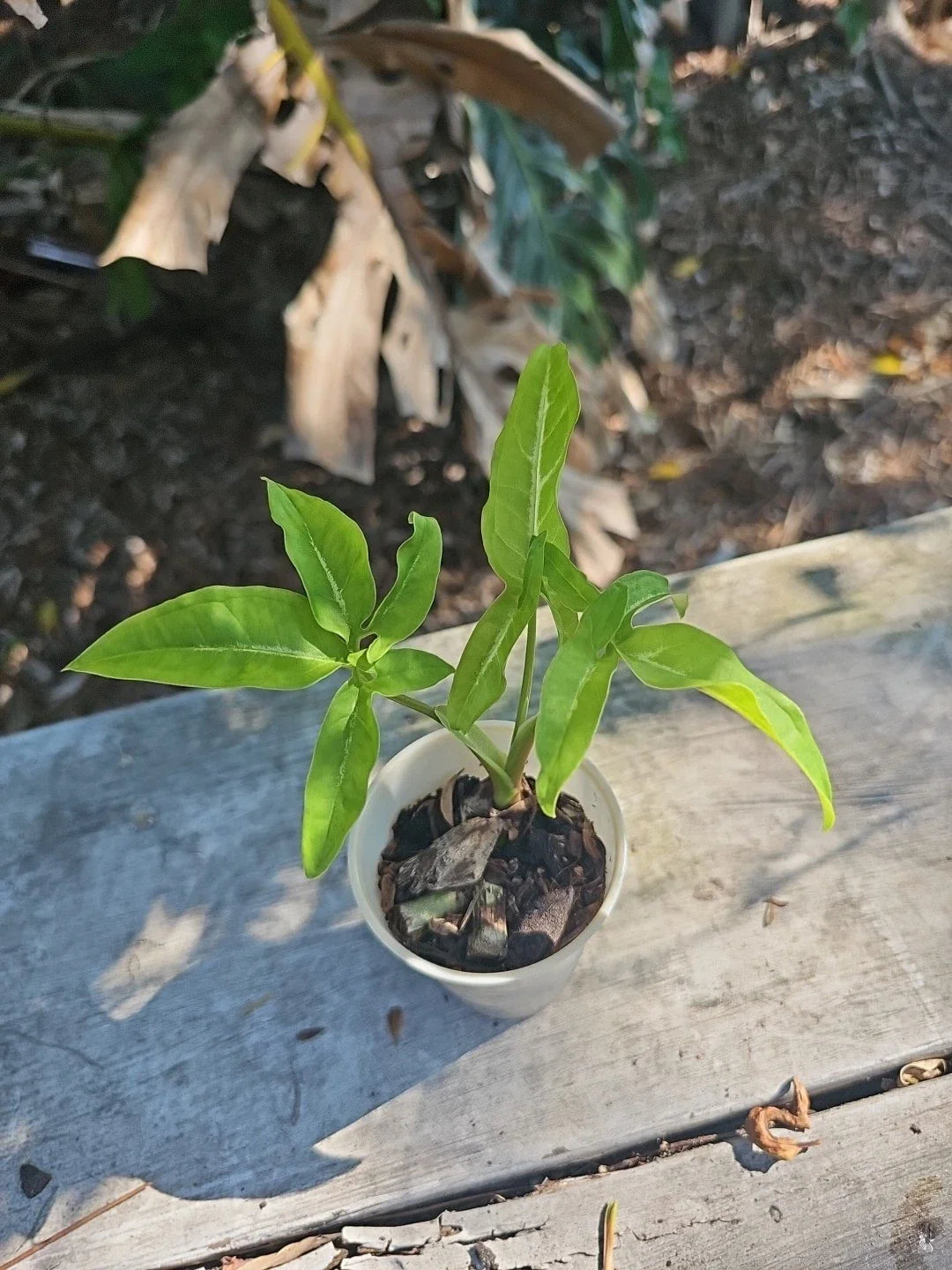 Syngonium Angustatum Little Star Live Plant 2.5" Five Finger Variegated Houseplant