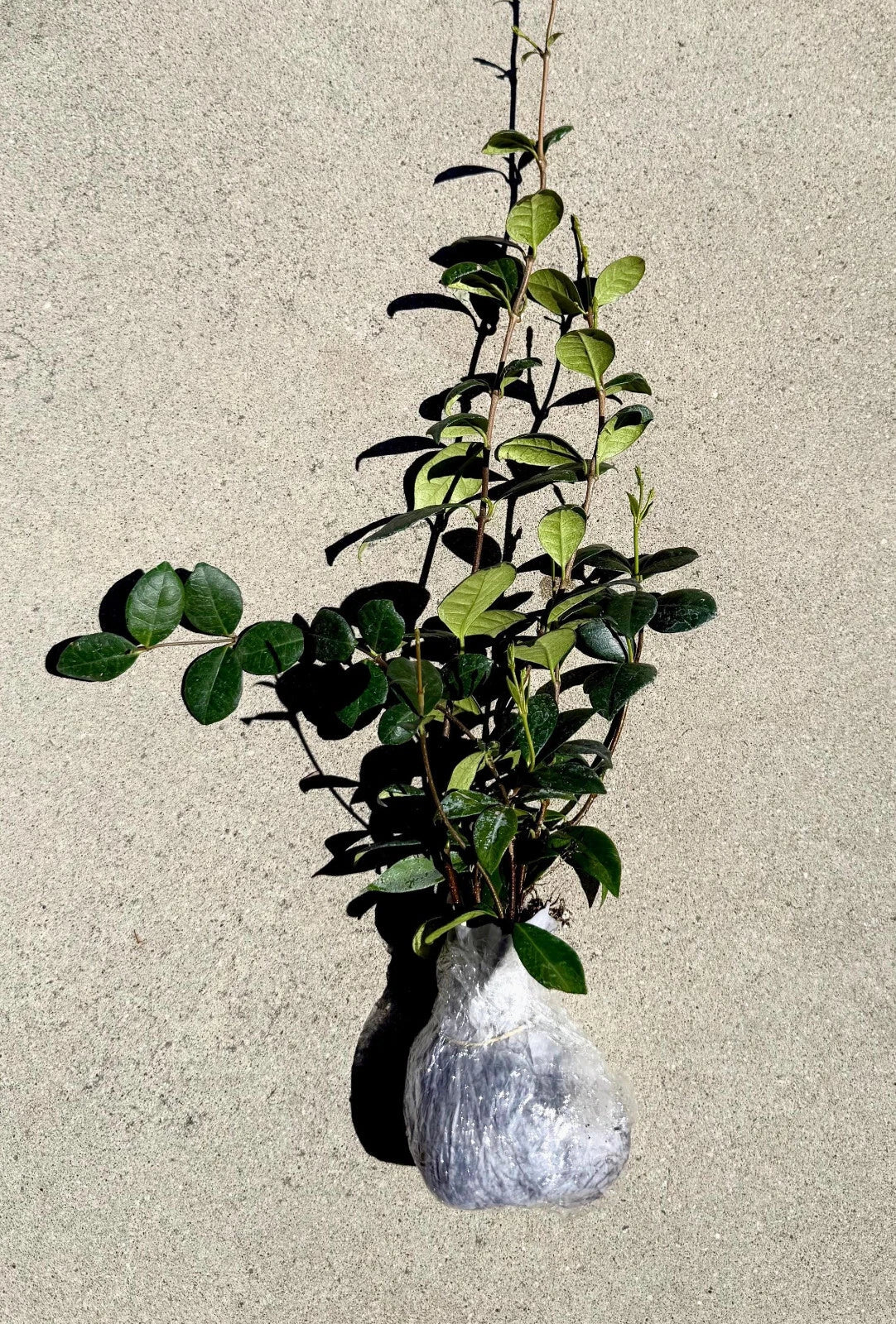 Star Jasmine Plant (Trachelospermum jasminoides) | Fragrant Flowering Vine | Evergreen Climber | 1 Rooted Stem Live Plant