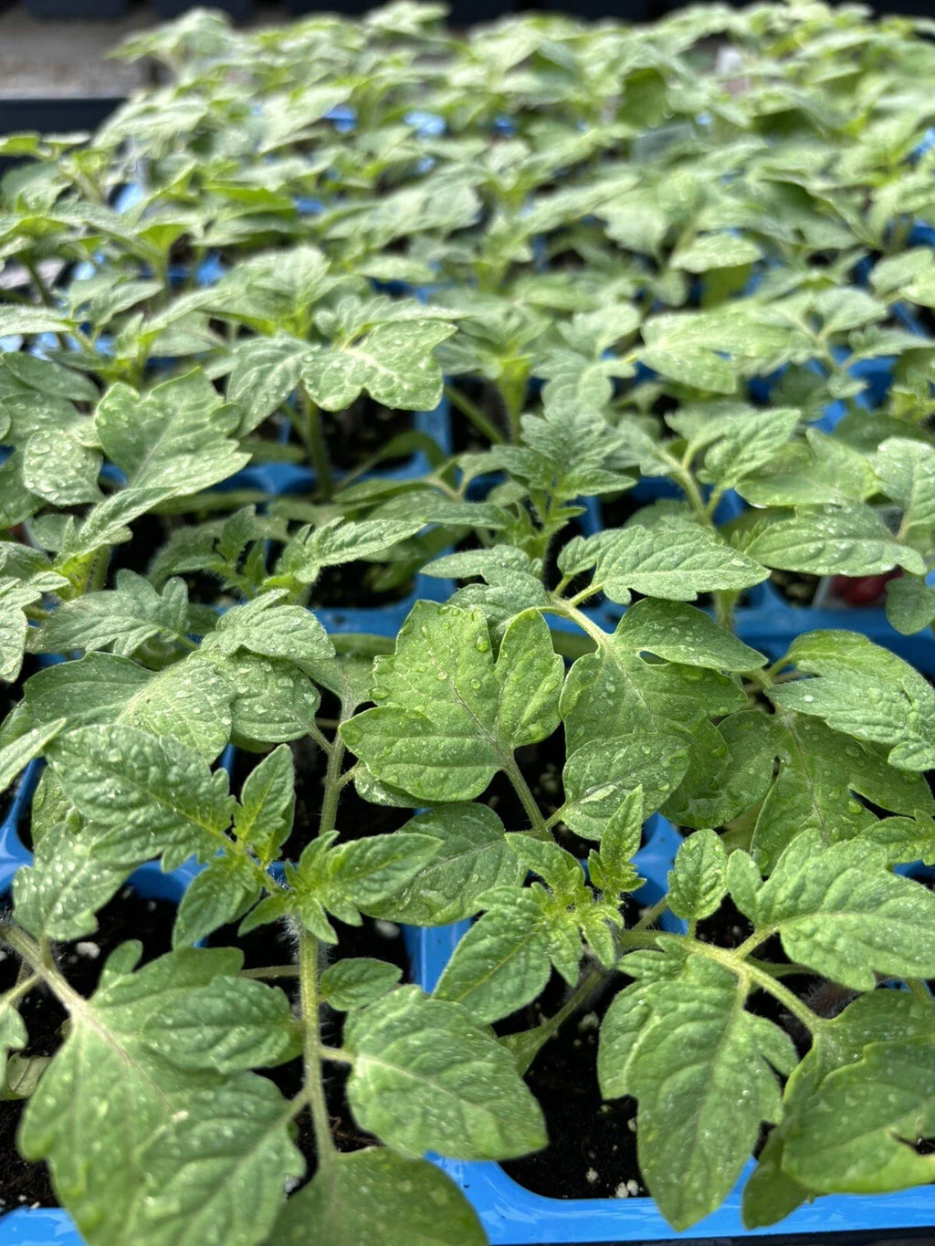 2 Old German Tomato Live Plants (Solanum lycopersicum) 6–10" | Rare Heirloom Bicolor Slicer | Large Yellow-Red Tomato Starters
