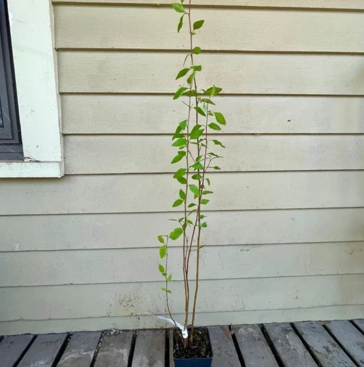 River Birch Live Tree 12–18” Tall - Bareroot Betula nigra - Hardy Deciduous Tree for Zones 4–9 - Ornamental Shade Tree