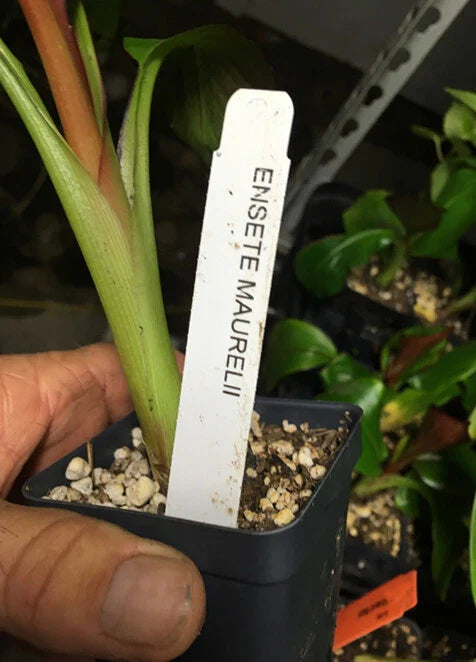 Ensete maurelii – Red Abyssinian Banana Plant – Cold Hardy Tropical Banana – Live Ornamental Banana Tree – Fast Growing Foliage