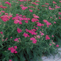 Yarrow ‘Cerise Queen’ – Live Starter Plant | Bright Pink Hardy Perennial, Pollinator-Friendly, Drought-Tolerant Achillea