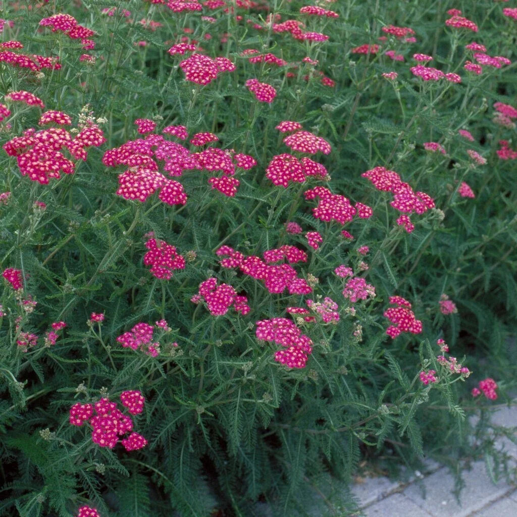 Yarrow ‘Cerise Queen’ – Live Starter Plant | Bright Pink Hardy Perennial, Pollinator-Friendly, Drought-Tolerant Achillea