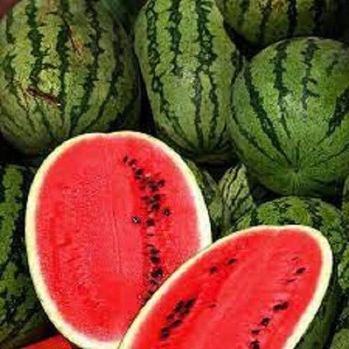 Premium All Sweet Watermelon Seeds - Fresh Heirloom Variety - Citrullus lanatus