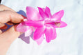 Christmas Cactus Starter Plant - Small Healthy Schlumbergera Truncata - Vilha Velha Brazil