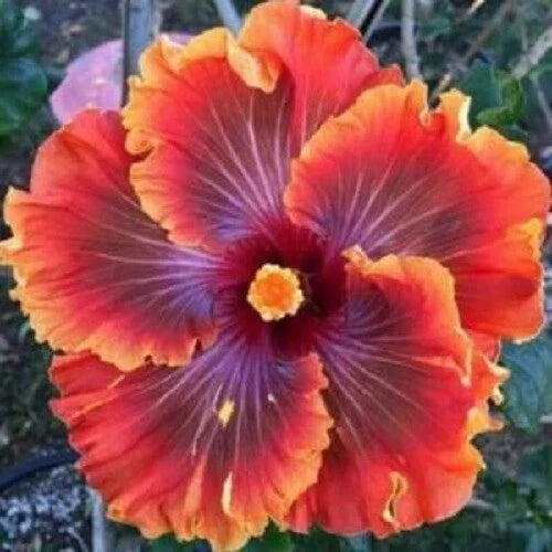 Hibiscus Seeds - 20 Perennial Red, Purple, Orange Flowers - Hibiscus rosa-sinensis - US Seller