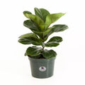 Fiddle Leaf Fig Live Plant 10+ Inches Ficus Lyrata Indoor Houseplant Bright Light Tolerant