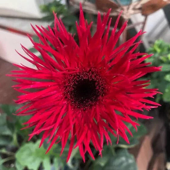 Red Gerbera Spider Daisy Seeds - 50+ Pack for Garden Planting - Gerbera jamesonii - USA