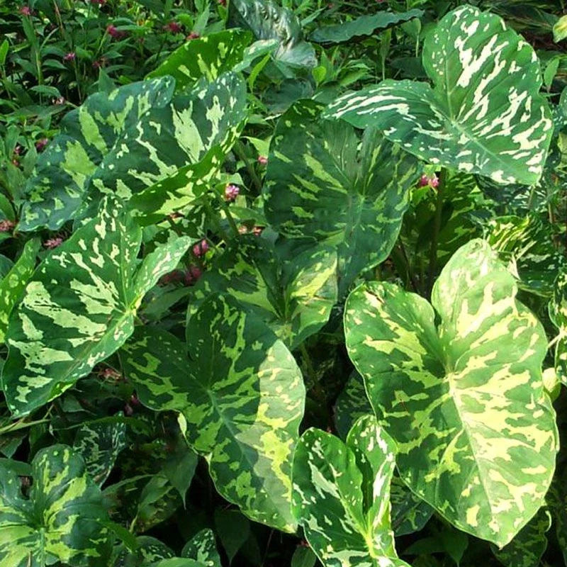 Elephant Ear Plant - Small Rooted Starter - Alocasia Camouflage Pattern - HILO BEAUTY