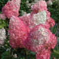 Vanilla Strawberry Hydrangea Seeds - 5 Perennial Flower Seeds - Hydrangea paniculata