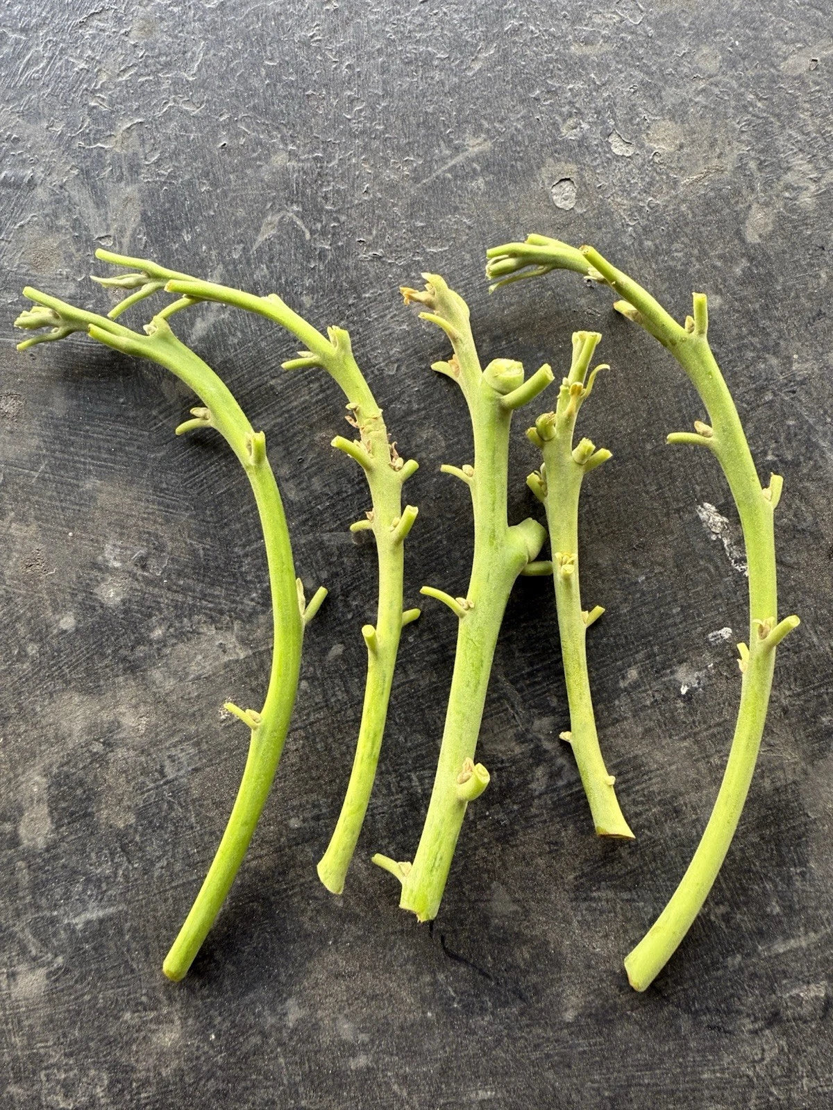 Lamb Hass Avocado Cuttings - 4 Grafting Scions - Persea americana - Ideal for Home Gardening