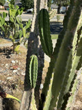 Lot of 2 Peruvian Apple Cereus Cactus Cuttings, 14" & 11" Tall, No Roots - Cereus repandus