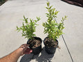 Pomegranate Tree Seedlings 12-15" Tall Pack of 2 Punica Edible Fruit Plant