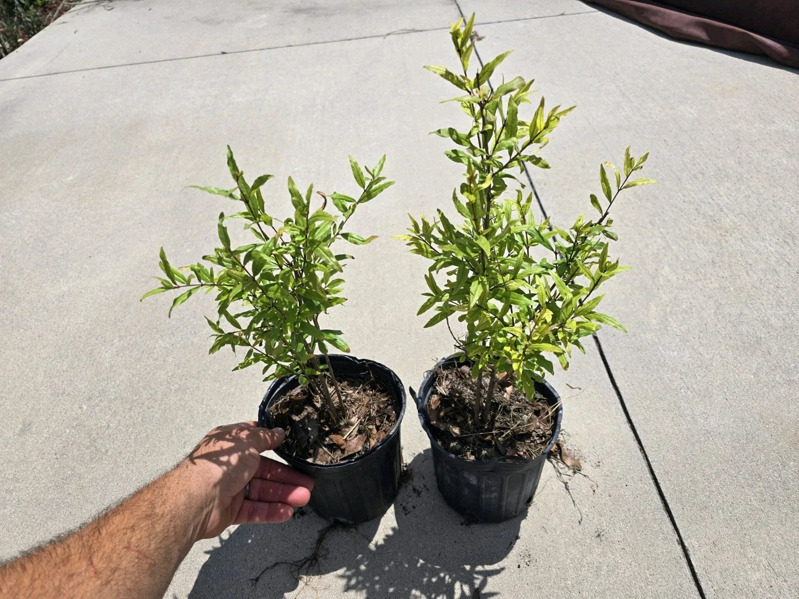 Pomegranate Tree Seedlings 12-15" Tall Pack of 2 Punica Edible Fruit Plant