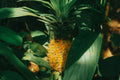 Cabezona Pineapple Seeds - 15+ Pack for Garden Planting - Ananas comosus - USA Grown, Free Shipping Available