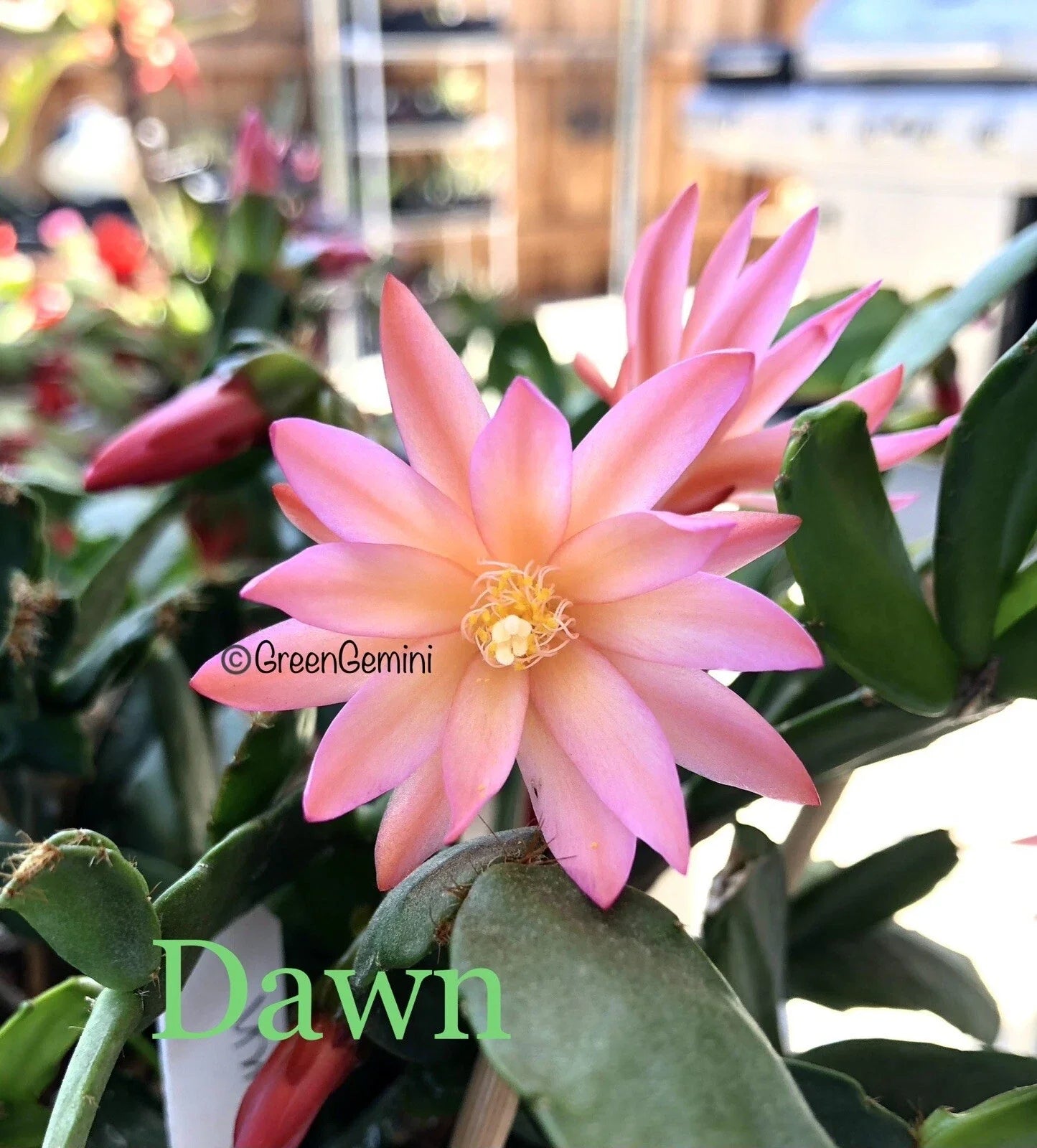 Easter Cactus Cuttings - 3 Rhipsalidopsis Hatiora - Rare Succulent Plant Cuttings for Propagation