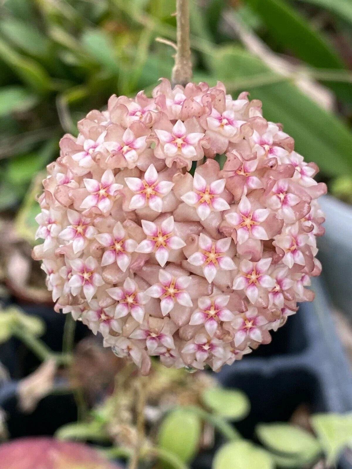 Hoya Parasitica 'Pink' Rooted Plant 2.5" Pot