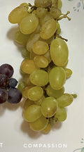 Compassion Grape Cuttings - 4 Healthy Cuttings with 2-3 Nodes for Grafting or Rooting - Vitis vinifera