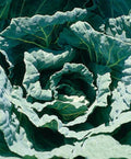 Collard Seed - Morris Heading Variety - Fresh Seeds for Planting - Brassica oleracea