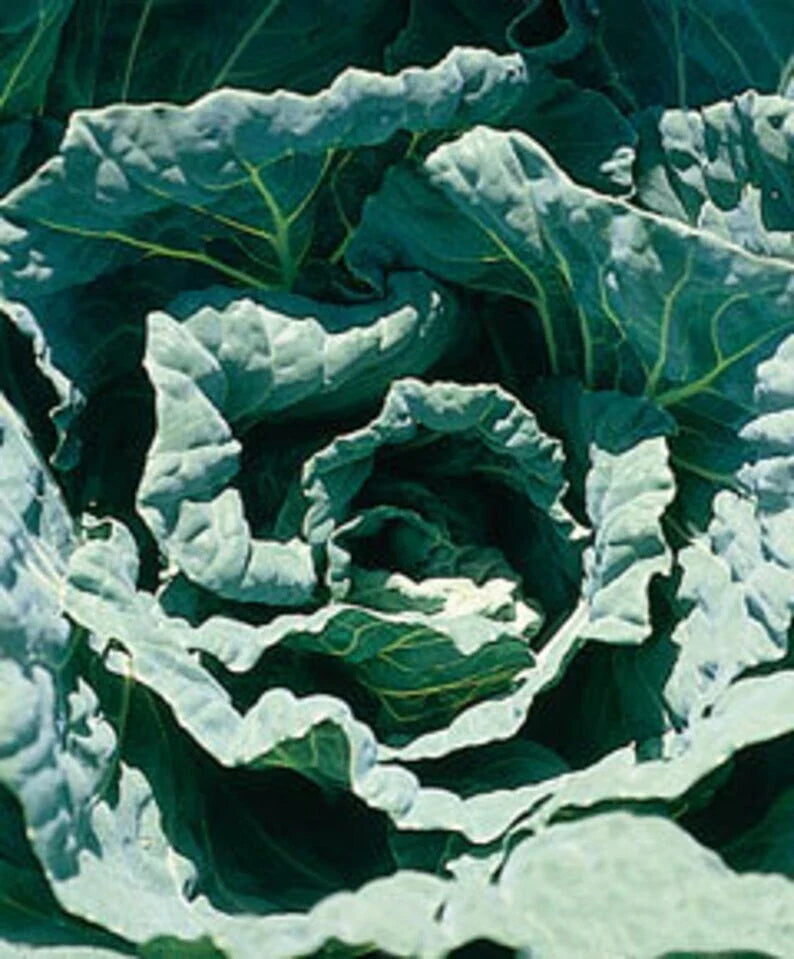 Collard Seed - Morris Heading Variety - Fresh Seeds for Planting - Brassica oleracea