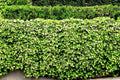 Live English Ivy Roots - 10 Pack - Green Ground Cover for Garden and Patio - Hedera helix