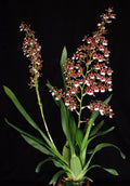 Orchid Plant 2.5" Pot Oncidium Pacific Pagan 'Kilauea'