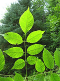 Green Ash Starter Tree | Life Tree | Fraxinus pennsylvanica