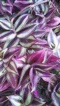 Organic Wandering Jew Cuttings - 6" Pink Purple Green Variegated - Tradescantia zebrina Rooted Plant