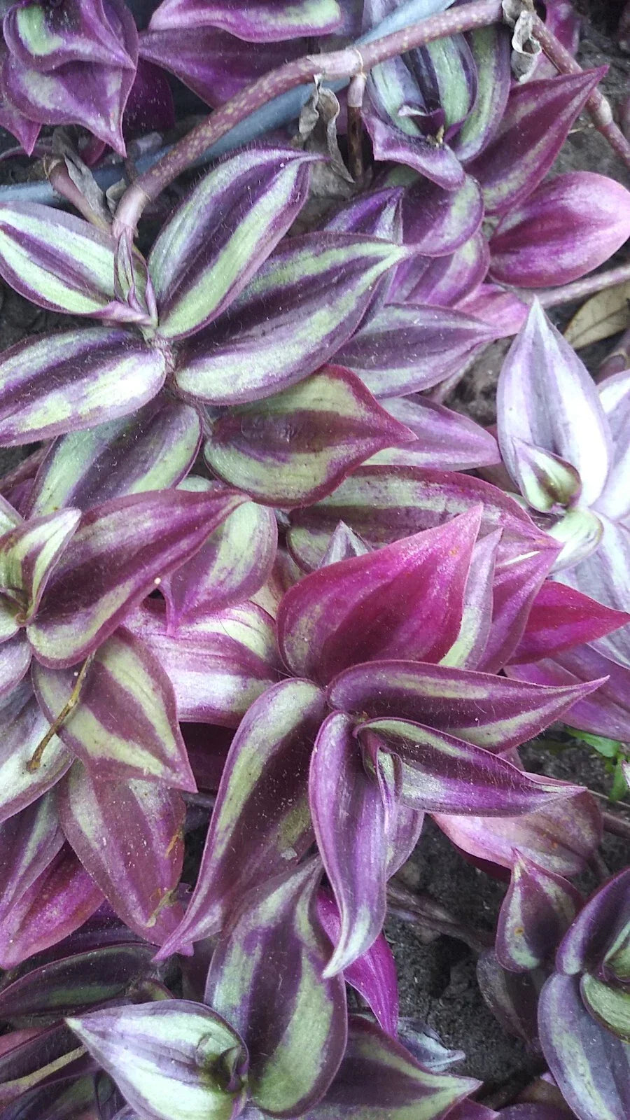 Organic Wandering Jew Cuttings - 6" Pink Purple Green Variegated - Tradescantia zebrina Rooted Plant