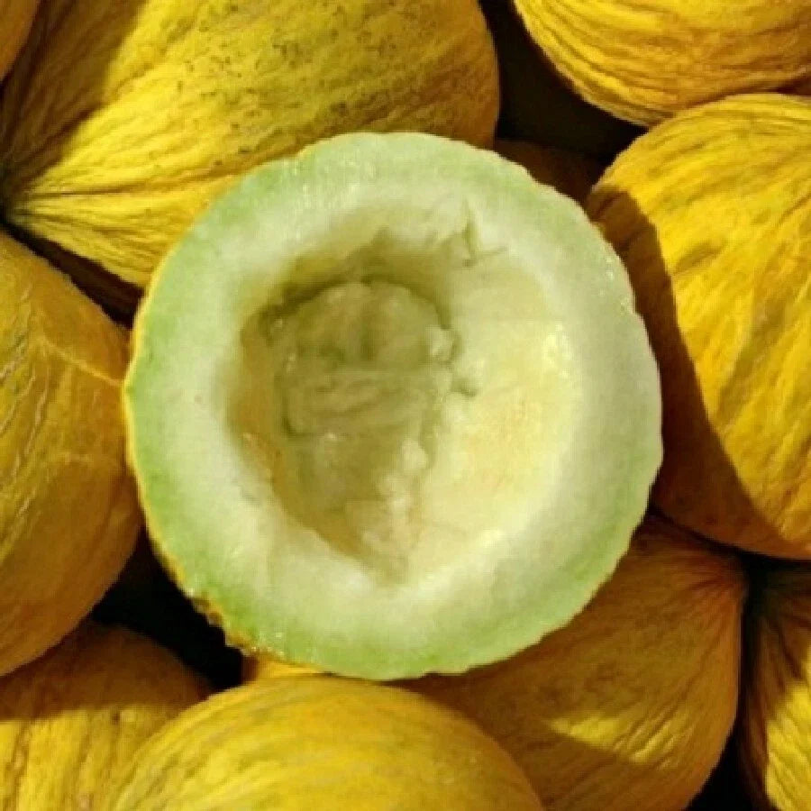 Golden Beauty Casaba Melon Seeds - 25+ Non-GMO Yellow Fruit - Cucumis melo - USA Grown - Free Shipping