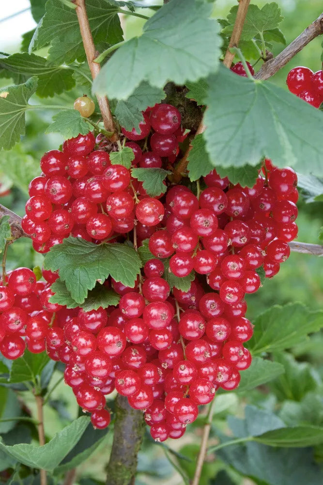 Red Currant Live Starter Plant 12+ Inches - Ribes rubrum - Fruit Shrub