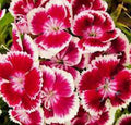 Sweet William Flower Seeds, 1000 Count, Beautiful Clusters, Dianthus barbatus