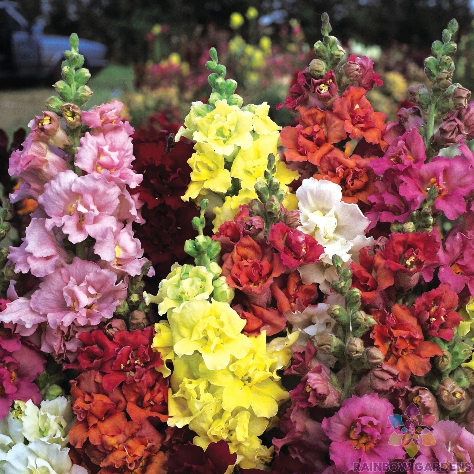 Snapdragon Seeds - 1000+ Madame Butterfly Mix - Antirrhinum majus - Garden Flower Seeds - USA Free Shipping
