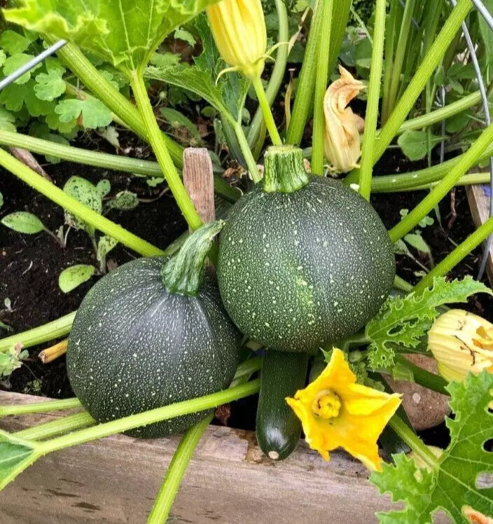Round Zucchini Live Plant - 2 Plants in 4" Pot - Green Summer Squash - Cucurbita pepo