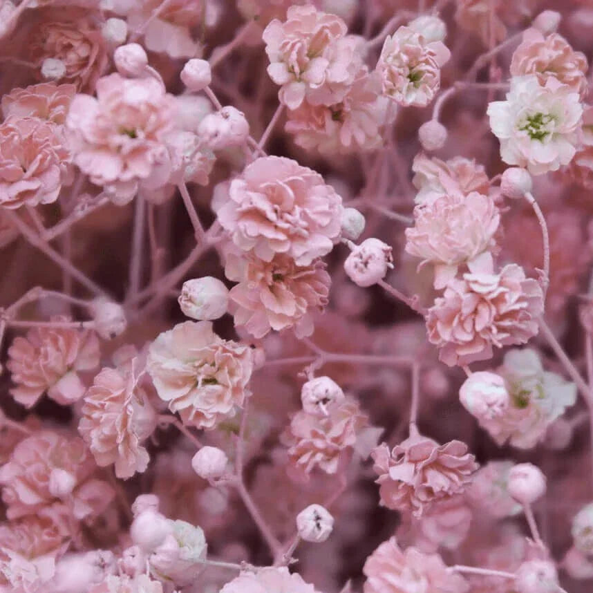 Pink Baby's Breath Seeds | Non-GMO | Gypsophila elegans | Bulk Pack