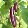 Long Purple Eggplant Seeds | Heirloom Italian Aubergine | Brinjal Squash Seed 2025