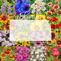 Bulk Wildflower Seed Mix 1/2LB Eastern Kansas Blend for 2,000 sq ft Coverage - Native Flowers for Pollinators and Garden