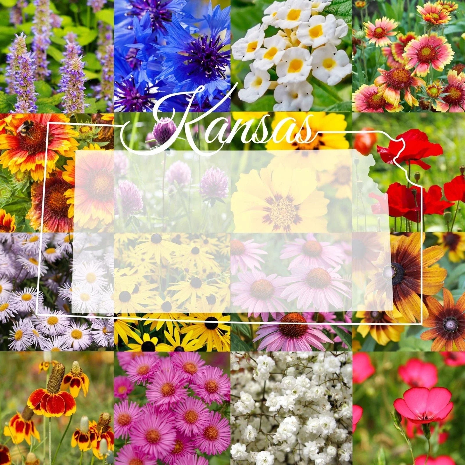 Bulk Wildflower Seed Mix 1/2LB Eastern Kansas Blend for 2,000 sq ft Coverage - Native Flowers for Pollinators and Garden