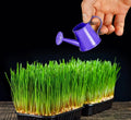 Wheat Microgreens Seeds 5 Pounds - Organic Wheat Berries for Germination, Triticum aestivum