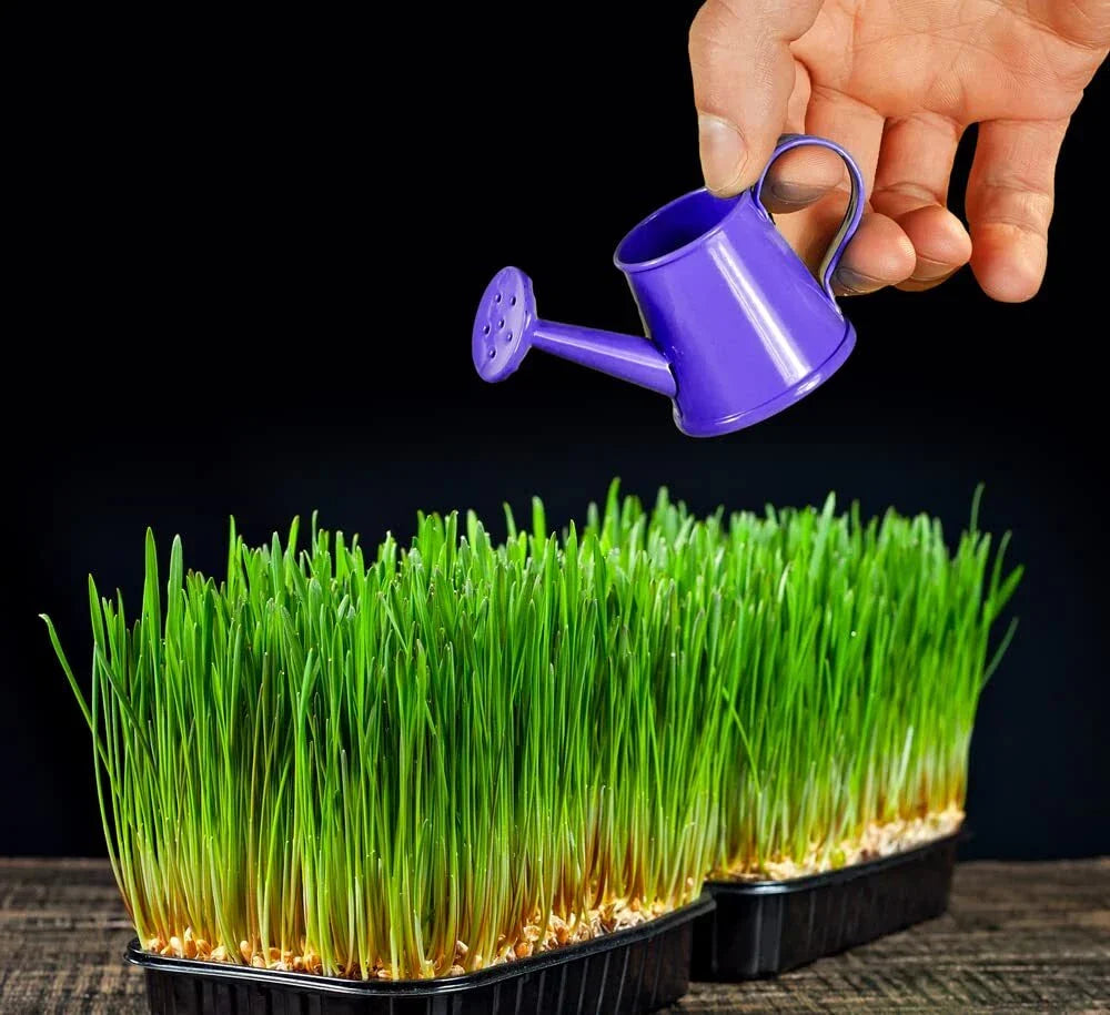 Wheat Microgreens Seeds 5 Pounds - Organic Wheat Berries for Germination, Triticum aestivum