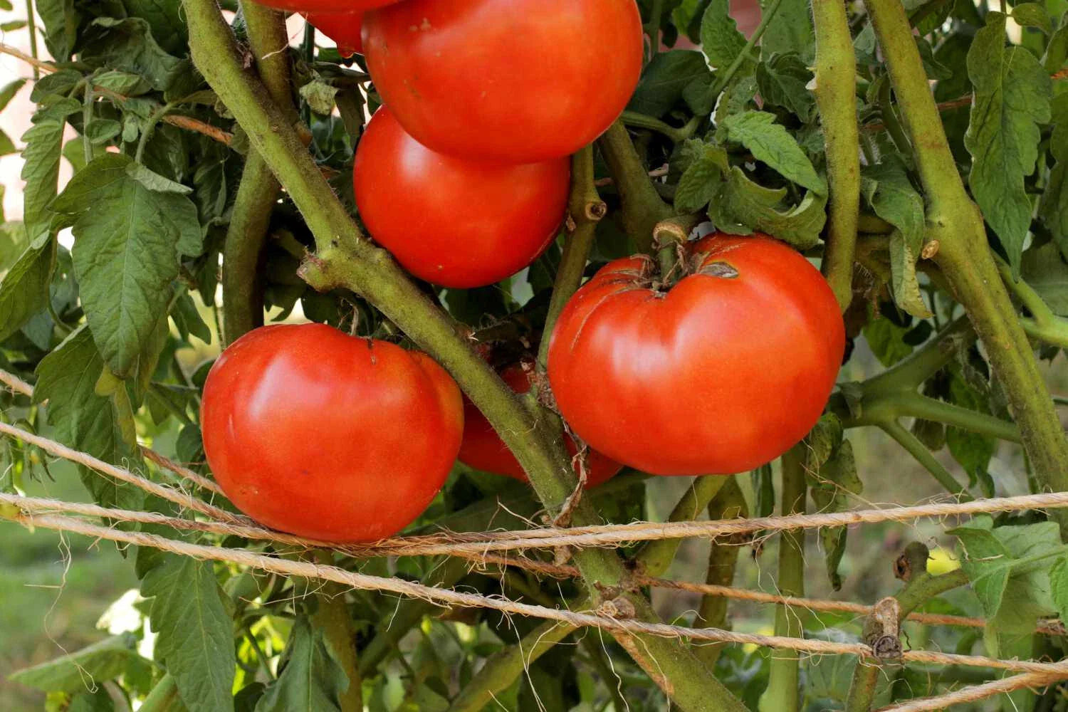 Beefsteak Tomato Live Starter Plants Set of 2 - Heirloom Variety, 4+ Inches, Lycopersicum Beefsake, Juicy Red Tomatoes