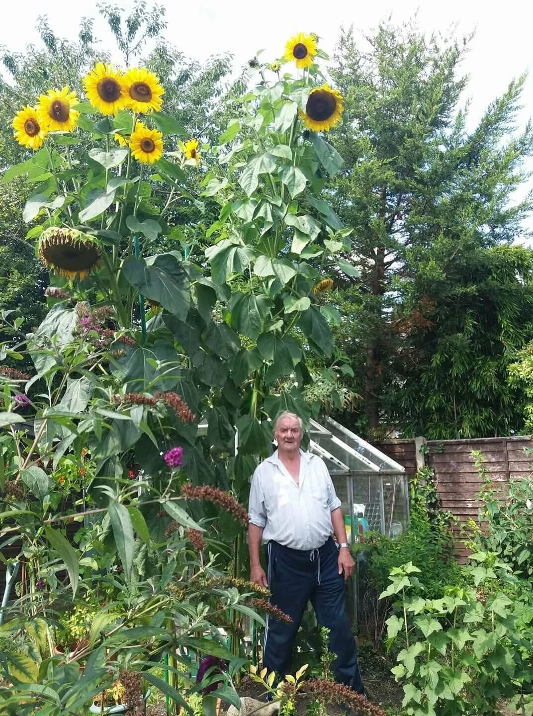 KING KONG SUNFLOWER Seeds, Multi-Headed Variety, Helianthus annuus, Premium Quality with Tracking