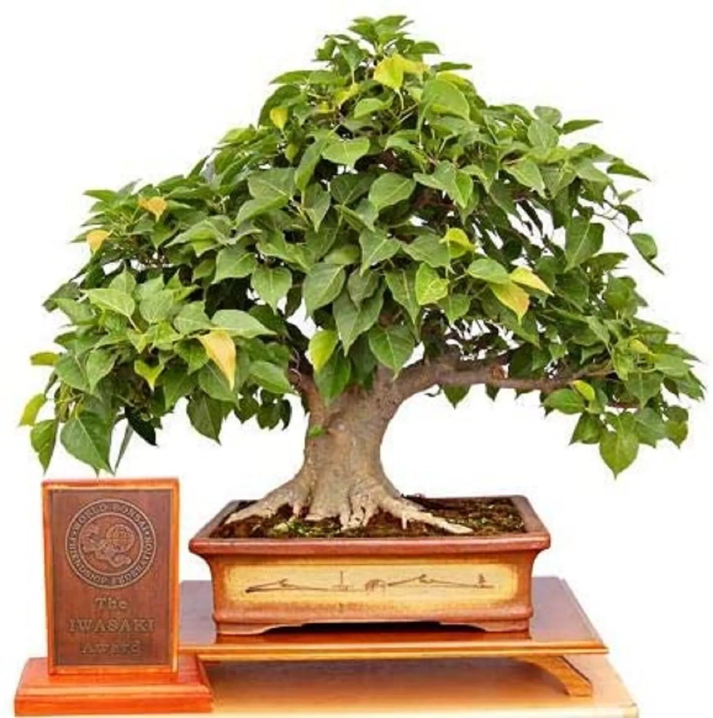 Sacred Fig Bonsai Tree Seeds - 25+ Seeds - Ficus Religiosa - Sacred Ficus Tree for Gardening and Planting