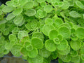 Vicks Plant 2 Starter Plants Plectranthus Tomentosa Pesticide-Free Houseplant