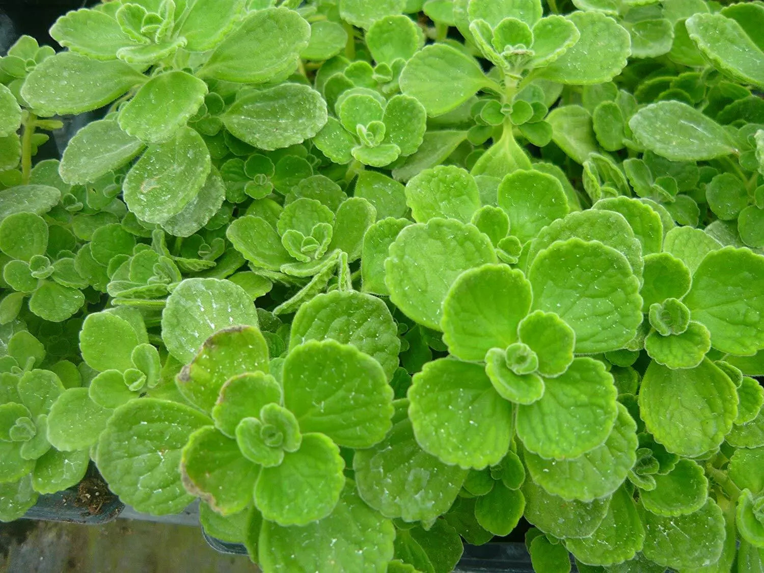 Vicks Plant 2 Starter Plants Plectranthus Tomentosa Pesticide-Free Houseplant