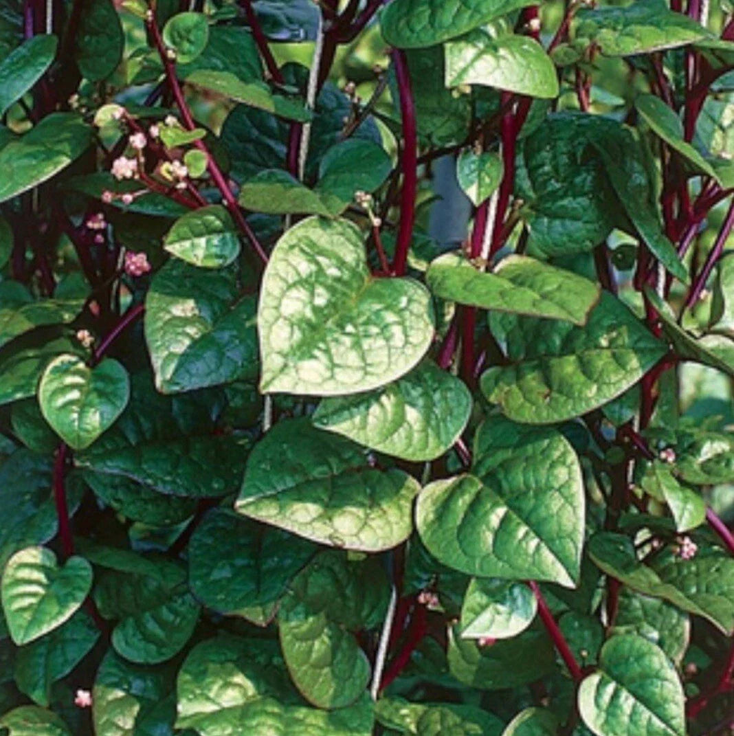 Red Malabar Spinach Seeds - 300+ Seeds, Mồng Tơi Đỏ, Basella alba - Heirloom Edible Greens for Gardening