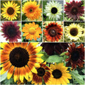 Bulk Sunflower Seeds for Planting 1000+g | Heirloom Non-GMO | Helianthus annuus